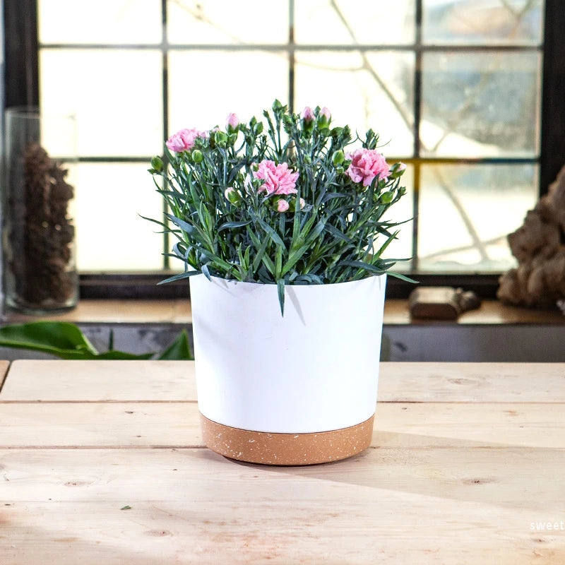 Plant Pot Miru World