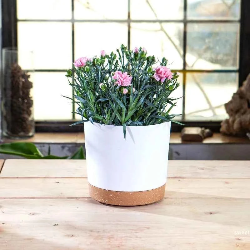 Plant Pot Miru World